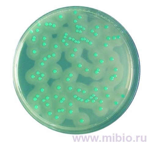 Listeria monocytogenes