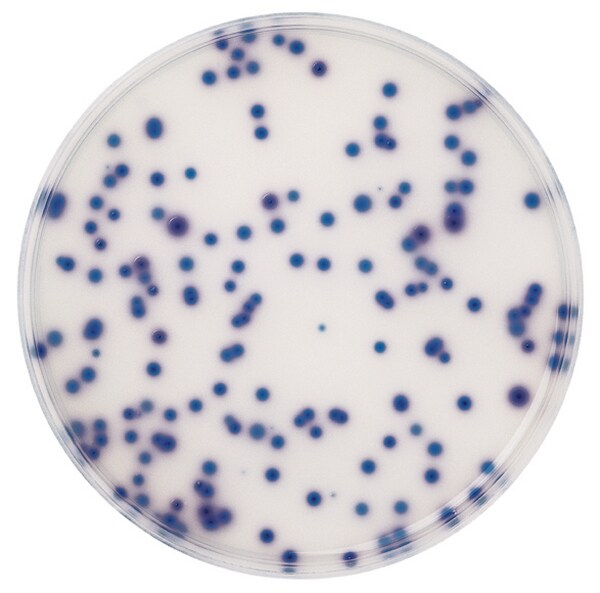 Хромогенный агар для E.coli и колиформных бактерий.