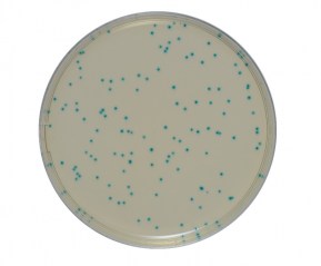 Listeria-spp