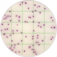 Staphylococcus