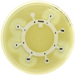 antibiotic-disc-multidisc-1